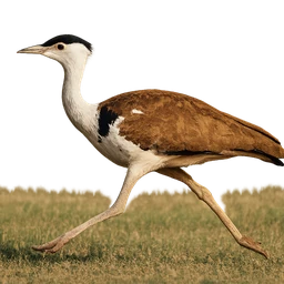 Great Indian Bustard, in flight