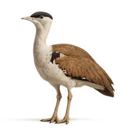 Great Indian Bustard