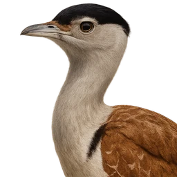 Great Indian Bustard, profile