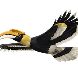 Great Pied Hornbill, in flight