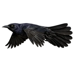 Great-tailed Grackle, in flight