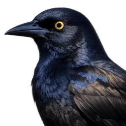 Great-tailed Grackle, profile