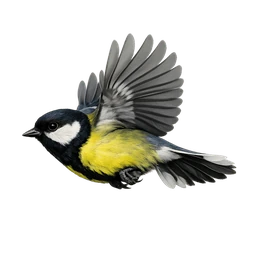 Great Tit, in flight