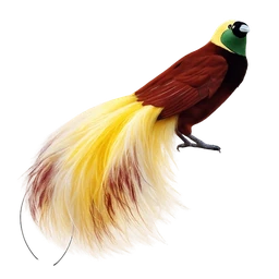 Greater Bird-of-paradise
