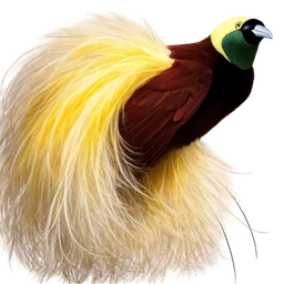Greater Bird-of-paradise, profile