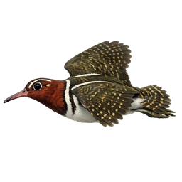 Greater Painted-Snipe, in flight