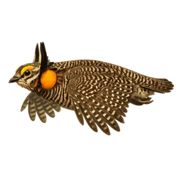 Greater Prairie-Chicken, in flight