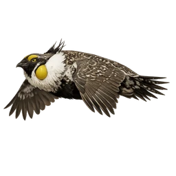 Greater Sage-Grouse, in flight