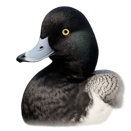 Greater Scaup, profile