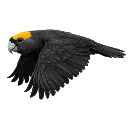 Greater Vasa Parrot, in flight