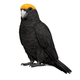 Greater Vasa Parrot