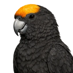 Greater Vasa Parrot, profile