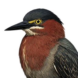 Green Heron, profile