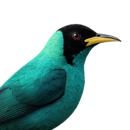 Green Honeycreeper, profile