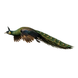 Green Peafowl, in flight