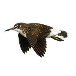Green Sandpiper, in flight