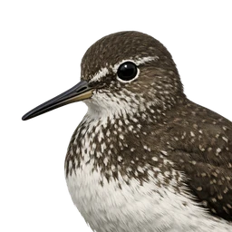 Green Sandpiper, profile
