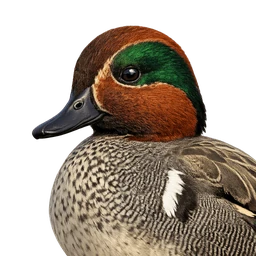 Green-winged Teal, profile
