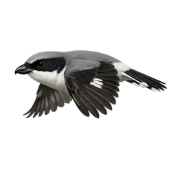 Grey Butcherbird, in flight