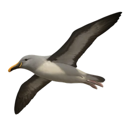 Grey-headed Albatross, in flight