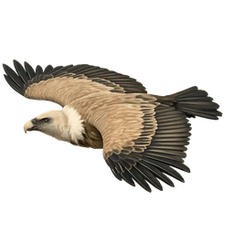 Griffon Vulture, in flight