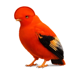 Guianan Cock-of-the-rock