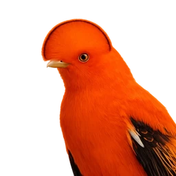 Guianan Cock-of-the-rock, profile