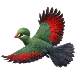 Guinea Turaco, in flight