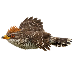 Guira Cuckoo, in flight
