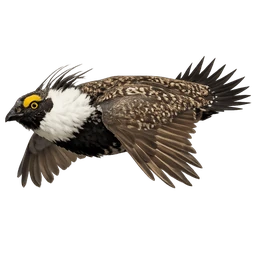 Gunnison Sage-Grouse, in flight