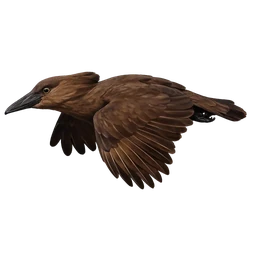 Hamerkop, in flight