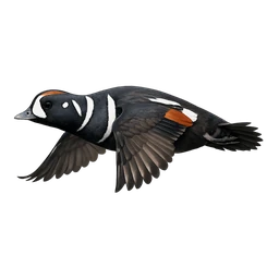 Harlequin Duck, in flight