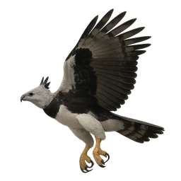 Harpy Eagle, in flight