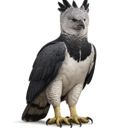 Harpy Eagle