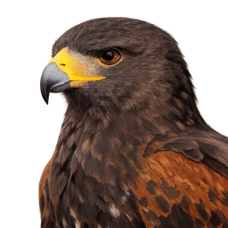 Harris's Hawk, profile
