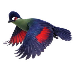 Hartlaub’s Turaco, in flight