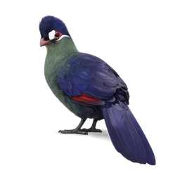 Hartlaub’s Turaco