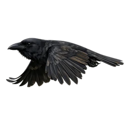 Hawaiian Crow, in flight