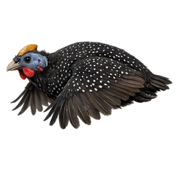 Helmeted Guineafowl, in flight