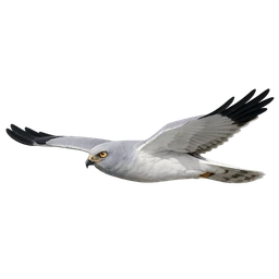 Hen Harrier, in flight