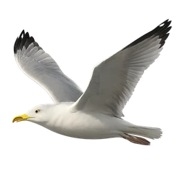 Herring Gull, in flight