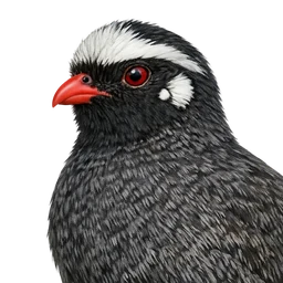 Himalayan Quail, profile
