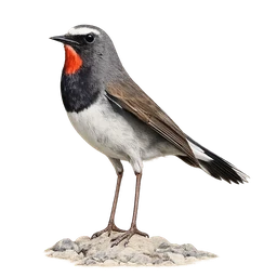 Himalayan Rubythroat