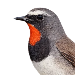 Himalayan Rubythroat, profile