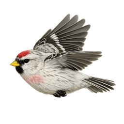 Hoary Redpoll, in flight