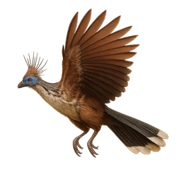 Hoatzin, in flight