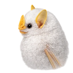 Honduran White Bat, profile