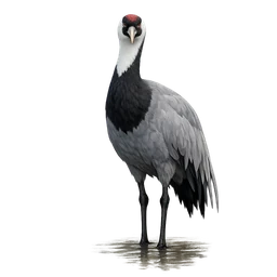 Hooded Crane