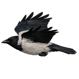 Hooded Crow, in flight