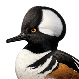 Hooded Merganser, profile